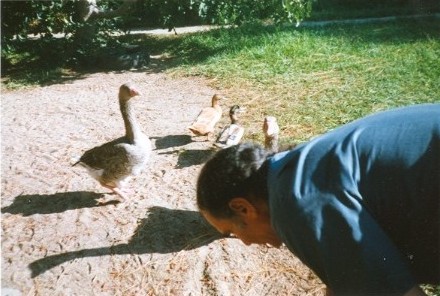 Allen and the geese