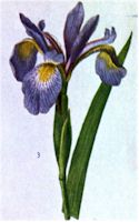 Iris.jpg (6568 bytes)