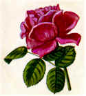 Red Rose image
