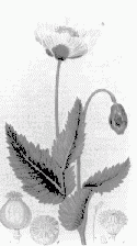 opium poppy