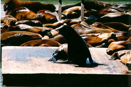 seal3