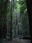 Muir Woods