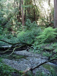 MuirWoods11