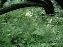 MuirWoods12