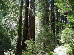 MuirWoods4