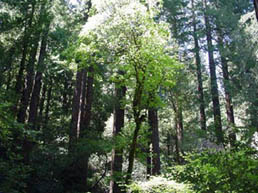MuirWoods5