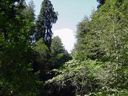 MuirWoods6