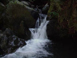MuirWoods8