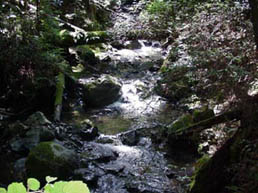 MuirWoods9